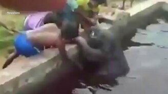 Спасли слонёнка из воды - смотреть видео (0:31)