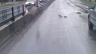 Спасение уток на проезжей части - смотреть видео (1:12)