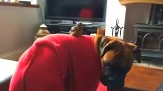 Птенец и собака - друзья навек - смотреть видео (1:04)