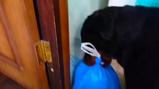 Пёс выносит мусор - смотреть видео (0:48)