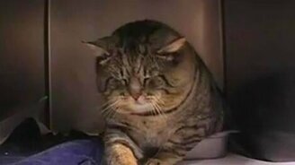 Кот чиновник - смотреть видео (1:16)