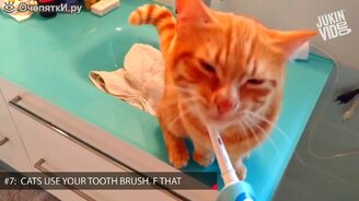 15 гадостей от кошек - смотреть видео (3:13)