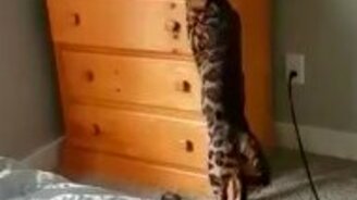 Кот мастерски играет в прятки - смотреть видео (0:38)