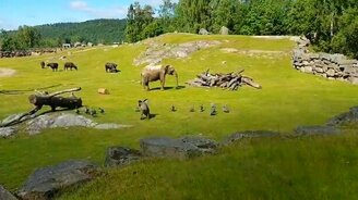 Слонёнок гоняется за птицами - смотреть видео (0:24)