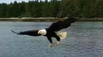 Орлан хватает кусок лосося - смотреть видео (0:26)