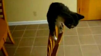 Не удался котёнку прыжок - смотреть видео (0:31)