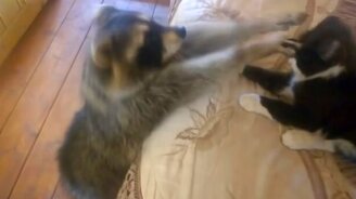 Кошка, иди ко мне - смотреть видео (0:38)