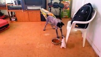 Собачьи приколы до слёз - смотреть видео (5:45)