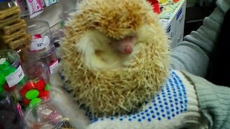 Включение и выключение ёжика - смотреть видео (0:35)