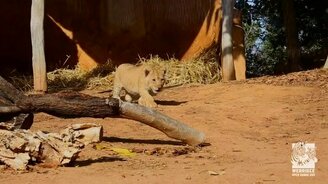 Львята на разведке - смотреть видео (1:11)