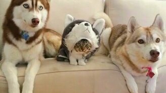 Котёнок, вскормленный хаски - смотреть видео (1:11)