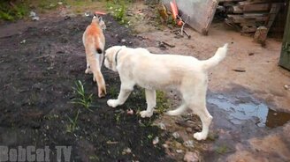 Рысь на прогулке с собаками - смотреть видео (4:07)