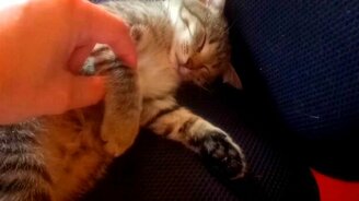 Мертвецкий сон после еды - смотреть видео (0:50)