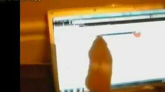 Хомячок на ноутбуке - смотреть видео (0:39)