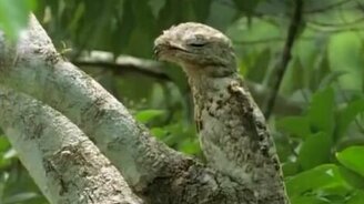 Козодой - мастер маскировки - смотреть видео (1:44)