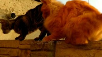 Весёлые ролики с кошками и котами - смотреть видео (10:24)