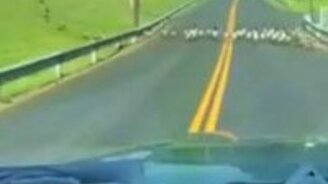 Нескончаемый поток гусей - смотреть видео (1:03)