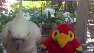 Противостояние попугаев - смотреть видео (0:30)