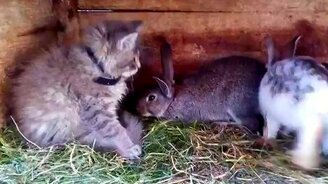 Котёнок против кроликов - смотреть видео (0:48)