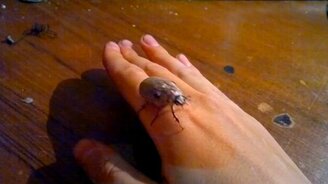 Как ругается белый хрущ - смотреть видео (0:56)