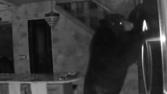 Медведь зашёл в гости на кухню... - смотреть видео (0:39)