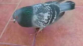 Боевой голубь - смотреть видео (1:07)