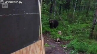 Медведь-воришка - смотреть видео (0:56)