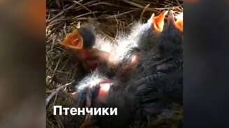 Самое нестандартное место для гнезда - смотреть видео (0:15)