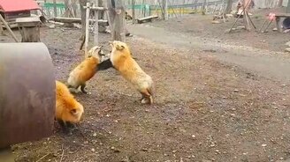 Поединок лисиц - смотреть видео (0:40)