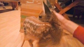 Как плачет оленёнок - смотреть видео (0:51)