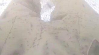 Атака мошки и комаров - смотреть видео (0:27)