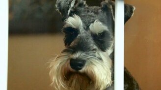 Любите своих питомцев! - смотреть видео (2:45)