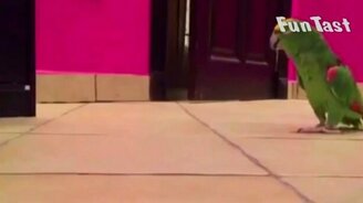 Адский смех попугая - смотреть видео (0:53)