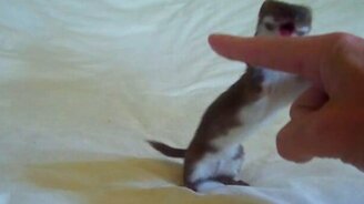 Забавная ручная ласка - смотреть видео (1:28)