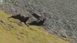 Орёл против горного козла - смотреть видео (1:44)