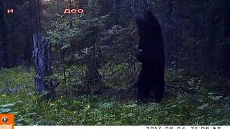 Медвежий танец у шеста - смотреть видео (0:26)