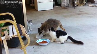 Чудные весёлые еноты - смотреть видео (4:22)