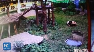 Залез к панде и пожалел - смотреть видео (3:46)