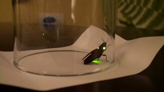 Красивый жук-светляк - смотреть видео (1:15)