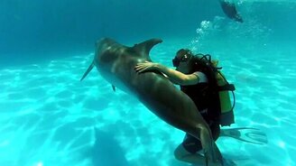 Сообразительнейшие звери - смотреть видео (5:09)