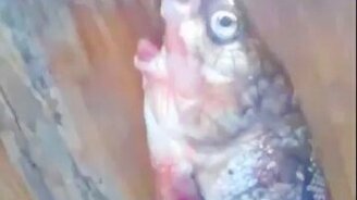 Якутская рыба-мутант - смотреть видео (1:00)