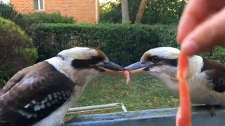 Схватка за кусок мяса - смотреть видео (0:42)