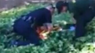 Освобождение головы медвежонка - смотреть видео (1:31)