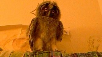 Как сова просит есть - смотреть видео (0:42)