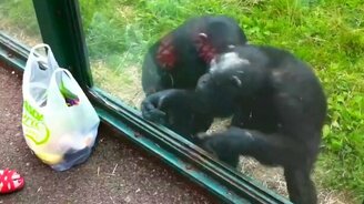 Угости газировкой - смотреть видео (2:03)