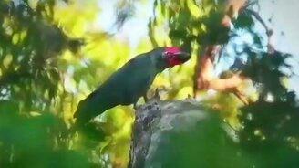 Какаду-барабанщики - смотреть видео (1:11)