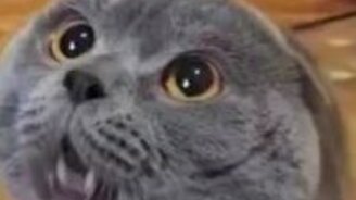 Кот говорящий - смотреть видео (2:30)