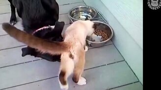 Коты-бандиты и коты-проказники - смотреть видео (5:15)