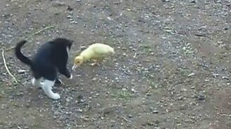 Котёнок против утёнка - смотреть видео (3:38)