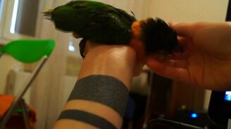 Потерял равновесие от ласок - смотреть видео (0:13)